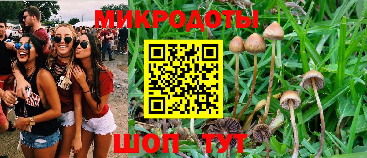 Псилоцибиновые грибы Psilocybe Тверь